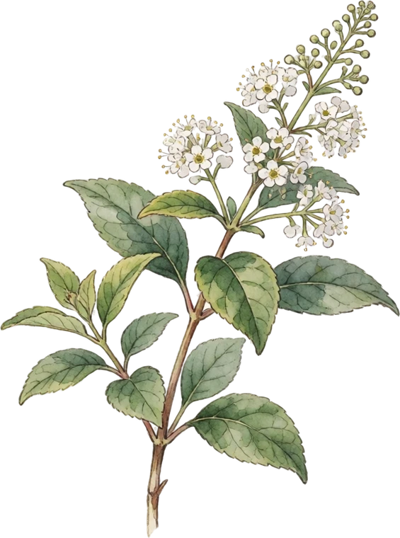Botanical illustration of New Jersey Tea