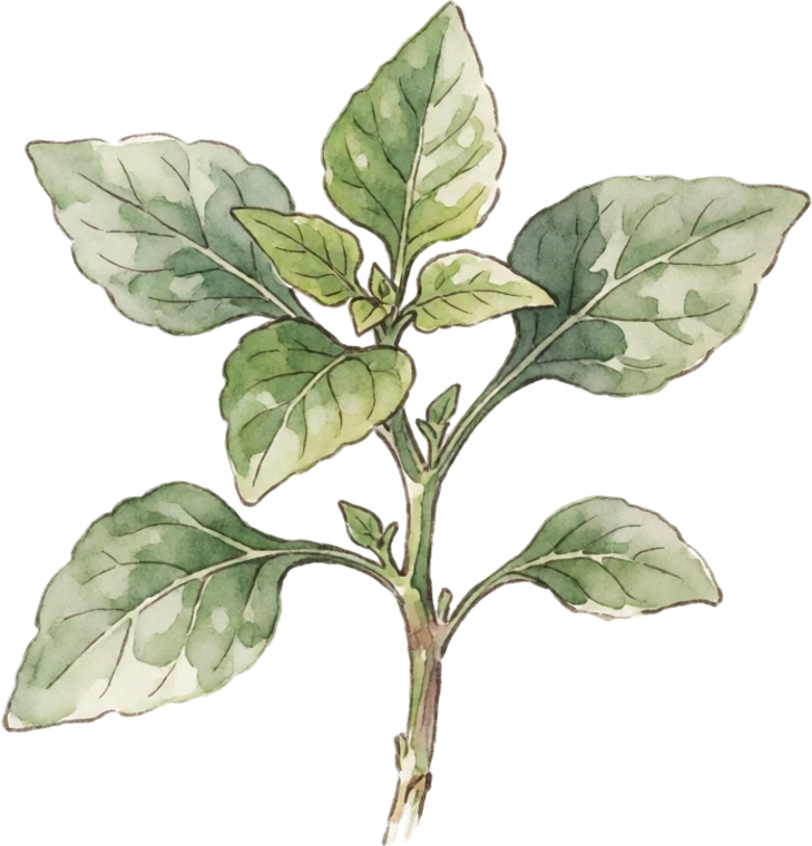 Botanical illustration of New Zealand Spinach