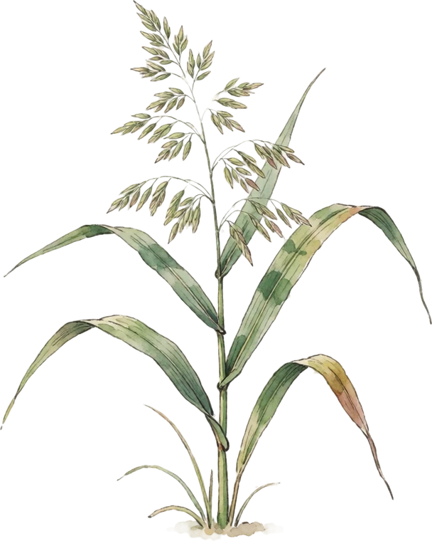 Botanical illustration of Northern Sea Oats