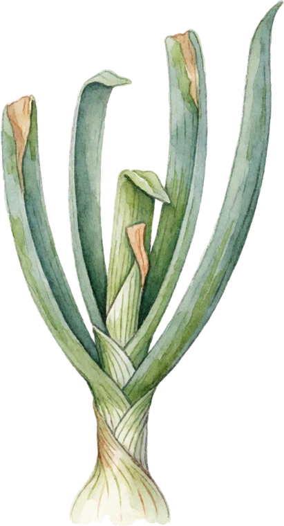 Botanical illustration of Onion