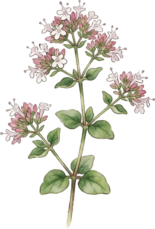 Botanical illustration of Oregano
