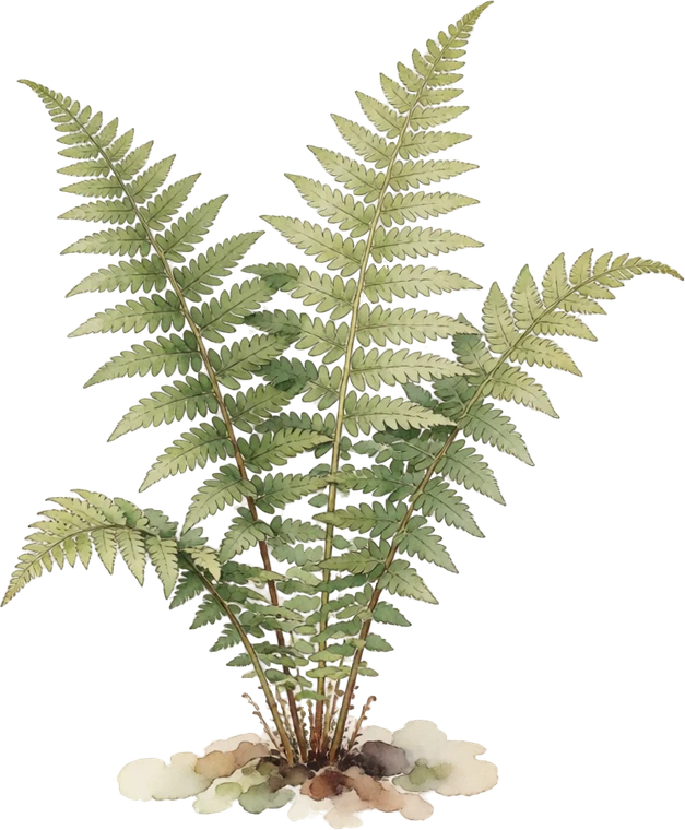 Botanical illustration of Ostrich Fern