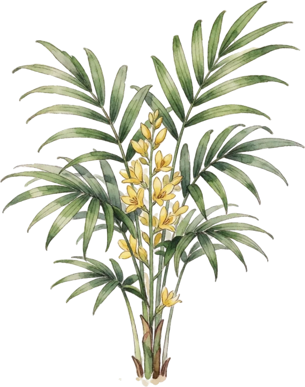 Botanical illustration of Parlor Palm
