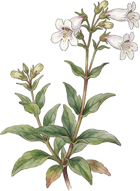 Botanical illustration of Penstemon (Beardtongue)