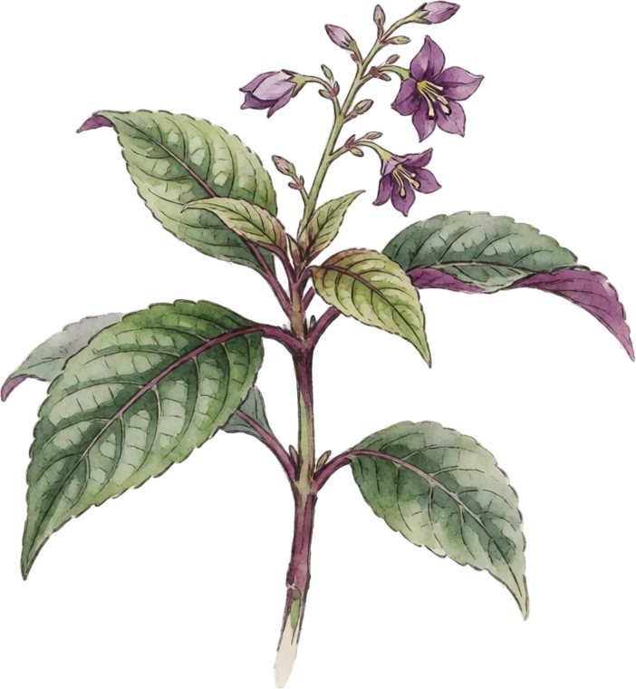 Botanical illustration of Persian Shield