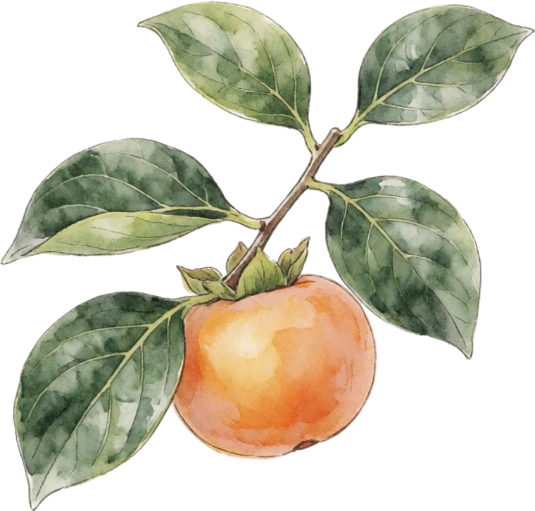 Botanical illustration of Persimmon