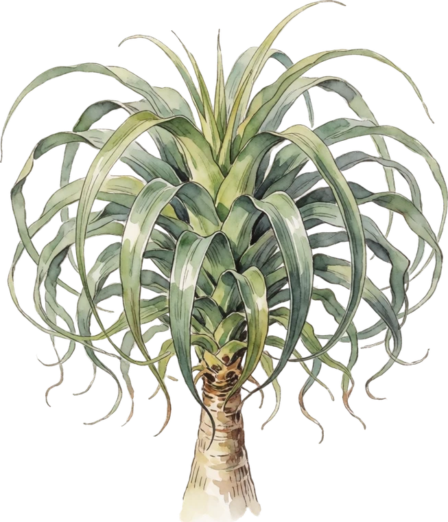 Botanical illustration of Ponytail Palm