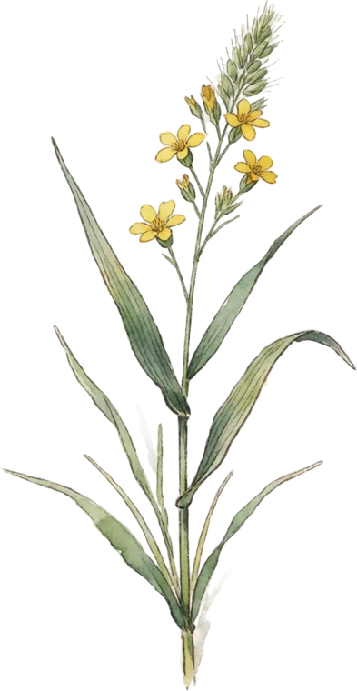 Botanical illustration of Prairie Dropseed