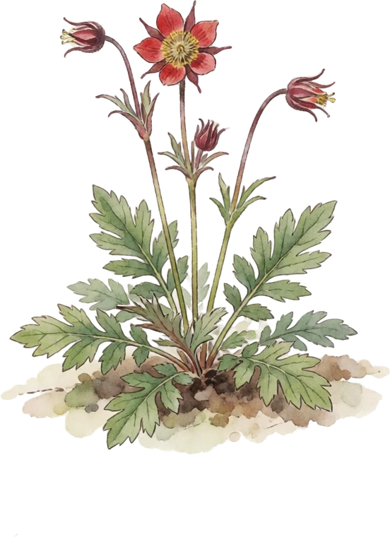 Botanical illustration of Prairie Smoke