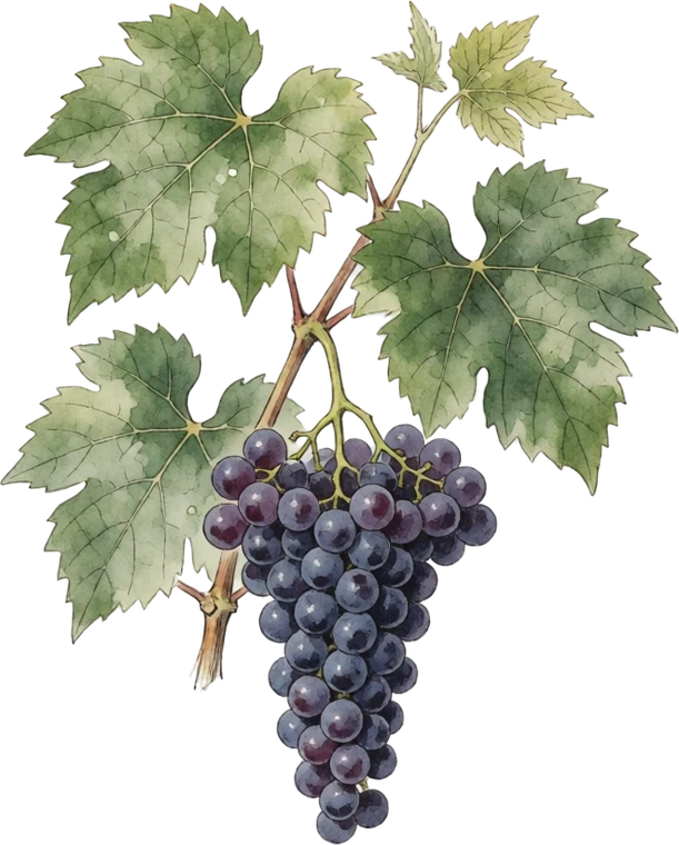 Botanical illustration of Grape