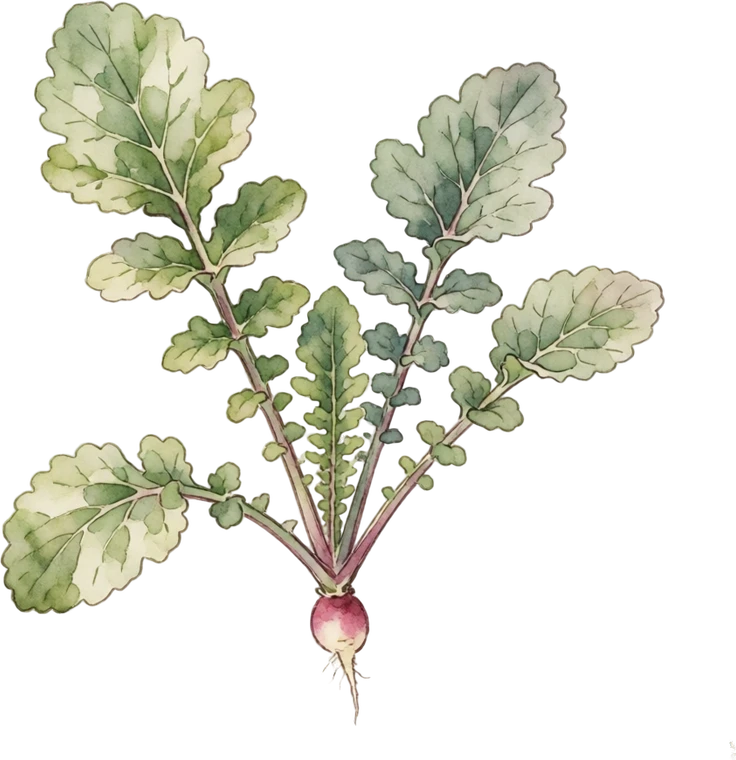 Botanical illustration of Radish