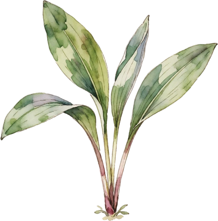 Botanical illustration of Ramps (Wild Leek)