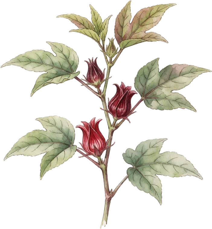 Botanical illustration of Roselle (Tea Hibiscus)