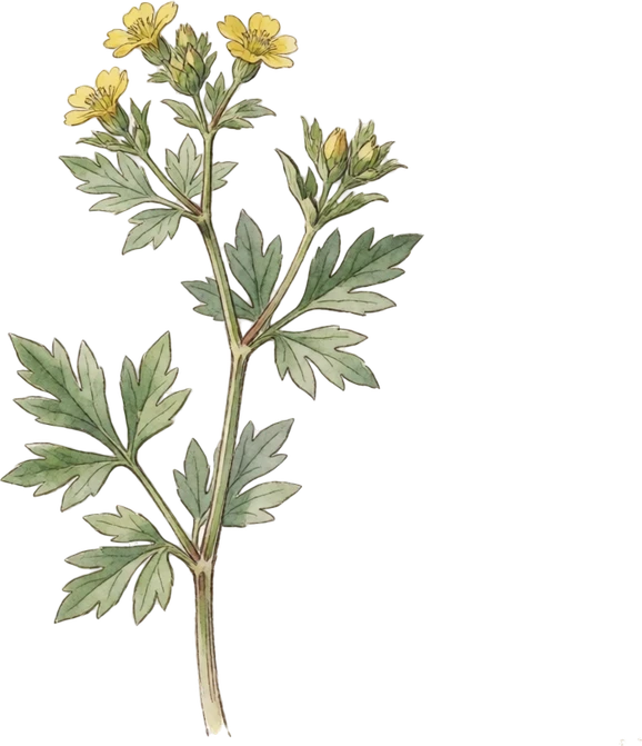 Botanical illustration of Rue
