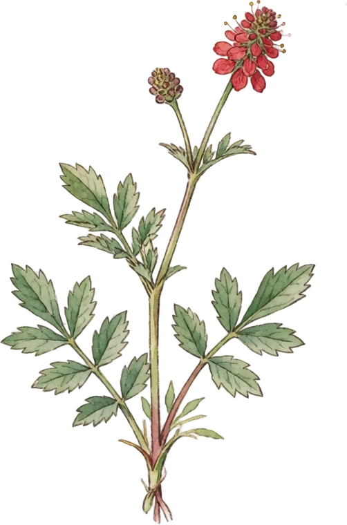 Botanical illustration of Salad Burnet