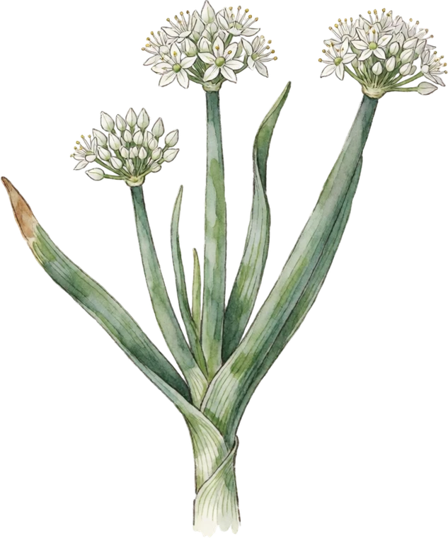 Botanical illustration of Scallion (Bunching Onion)