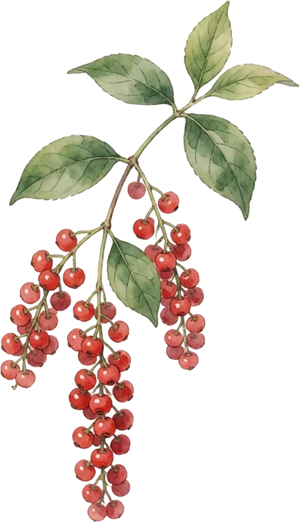 Botanical illustration of Schisandra
