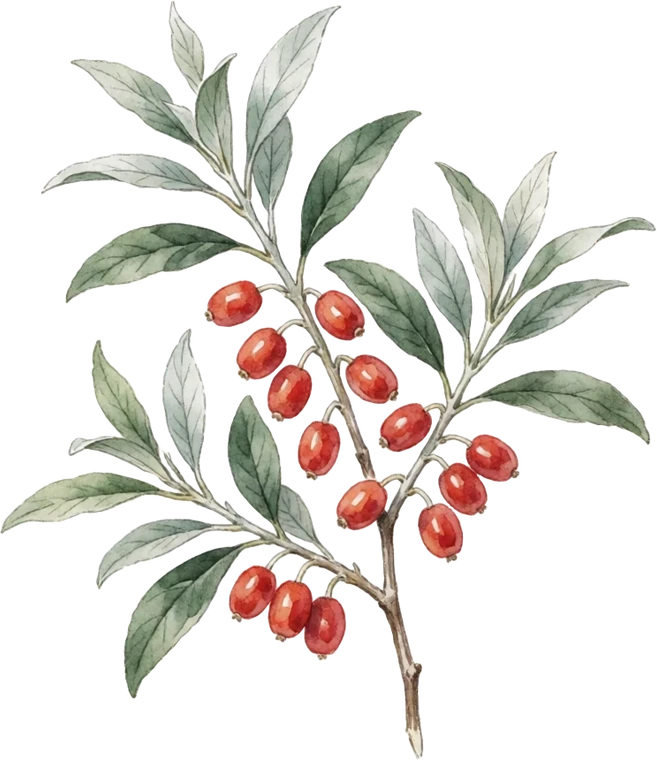 Botanical illustration of Goumi