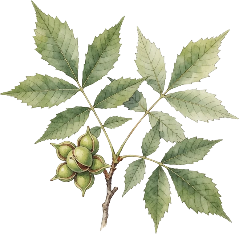 Botanical illustration of Shagbark Hickory