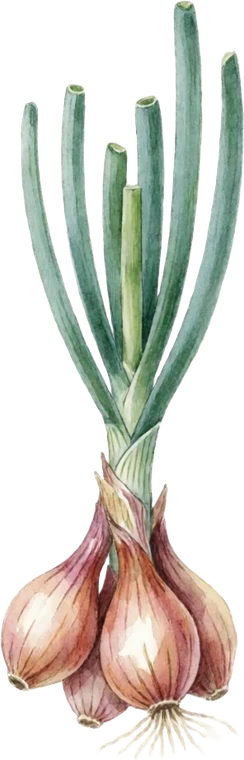 Botanical illustration of Shallot