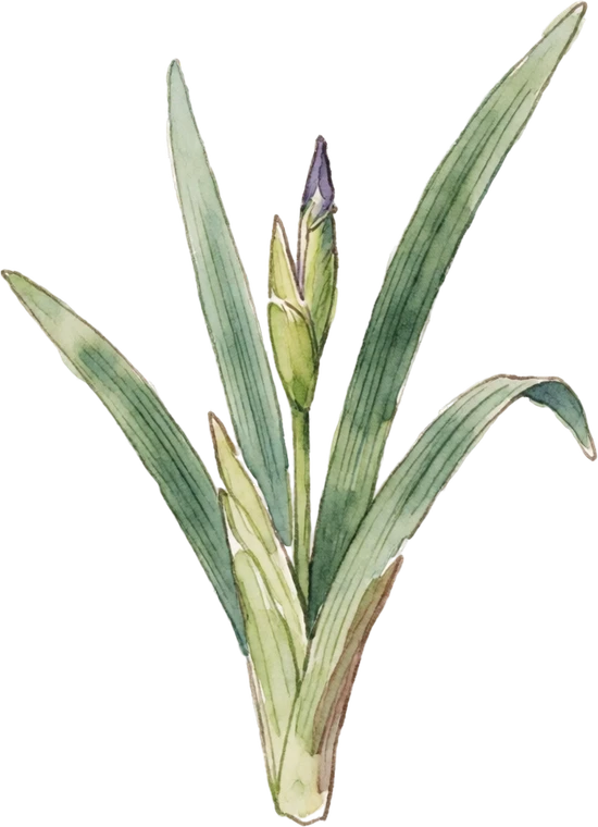 Botanical illustration of Siberian Iris