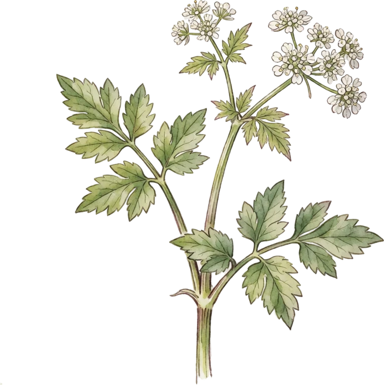 Botanical illustration of Skirret
