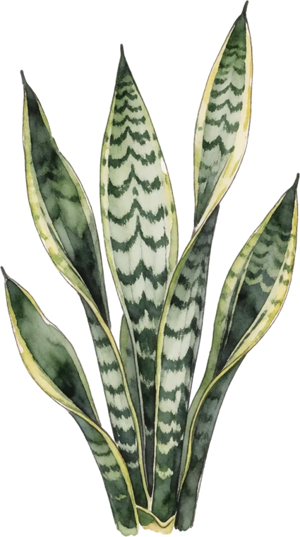 Botanical illustration of Snake Plant