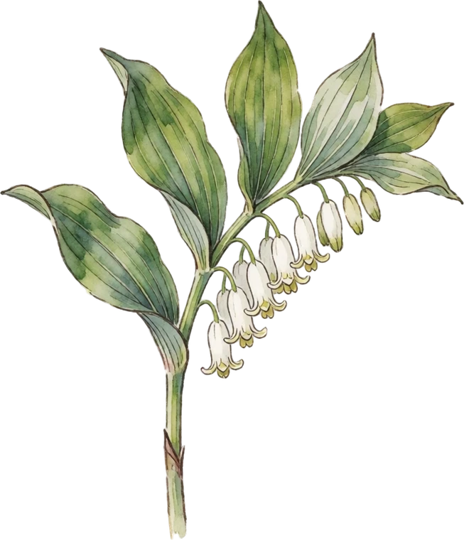 Botanical illustration of Solomon's Seal