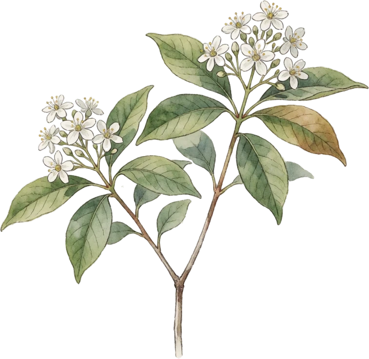 Botanical illustration of Sourwood