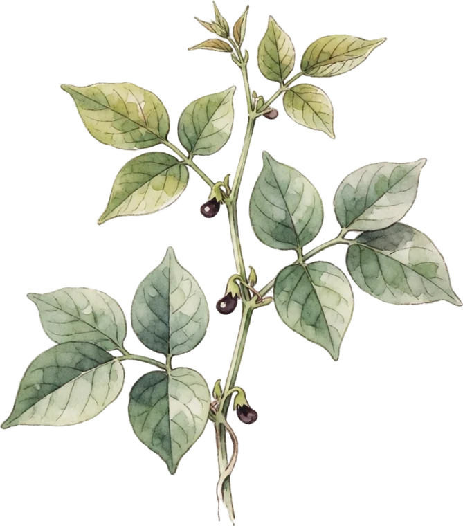 Botanical illustration of Southern Pea (Cowpea/Black-Eyed Pea)