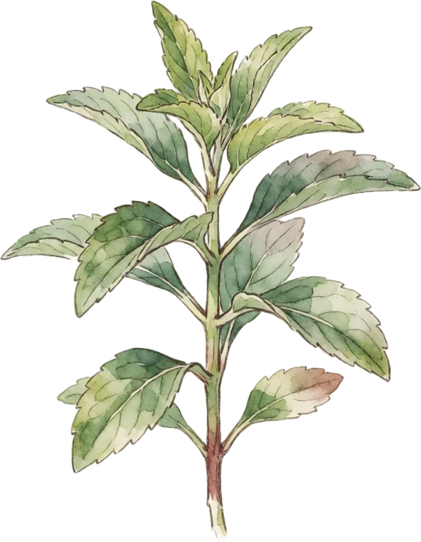 Botanical illustration of Stevia