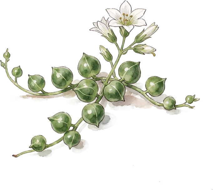 Botanical illustration of String of Pearls