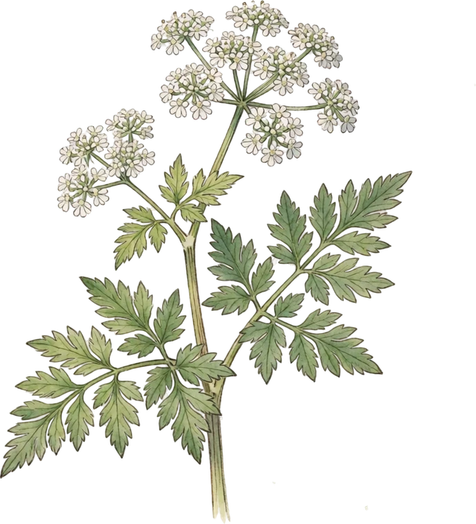 Botanical illustration of Sweet Cicely