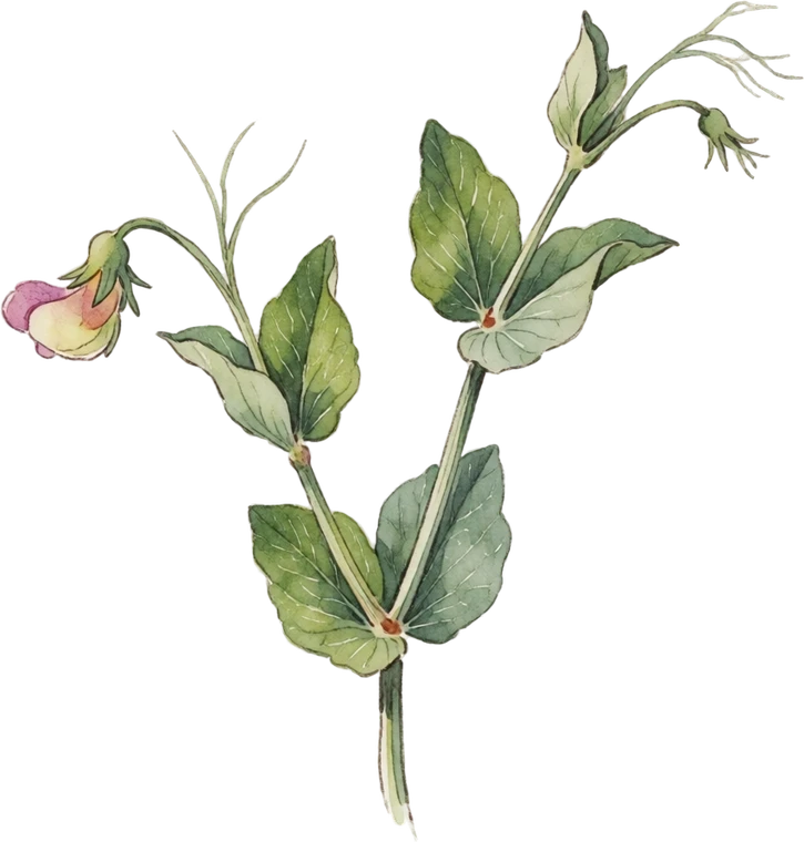Botanical illustration of Sweet Pea