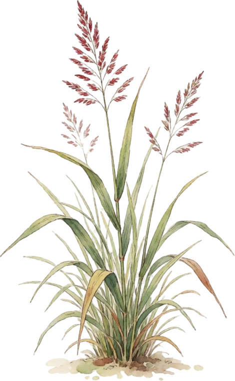 Botanical illustration of Switchgrass