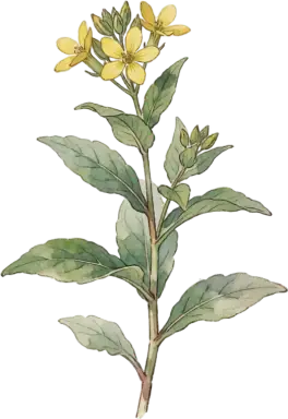 Amsonia (Bluestar)