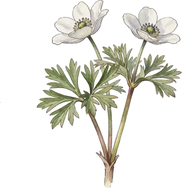 Windflower (Anemone)
