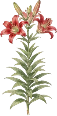 Lily