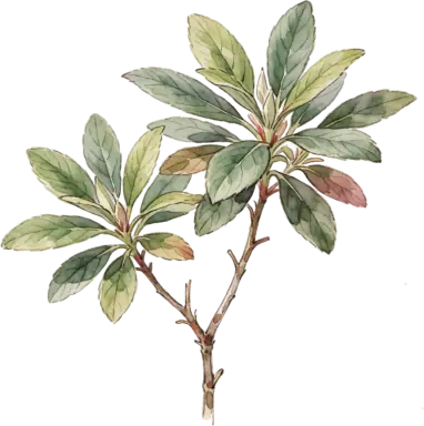 Azalea