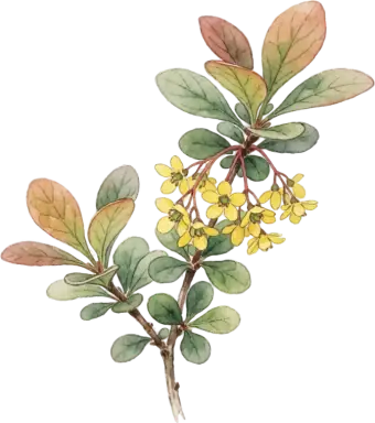 Japanese Barberry