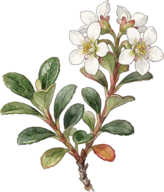Bearberry (Kinnikinnick)