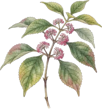 Beautyberry
