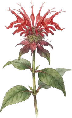 Bee Balm