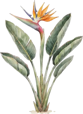 Bird of Paradise