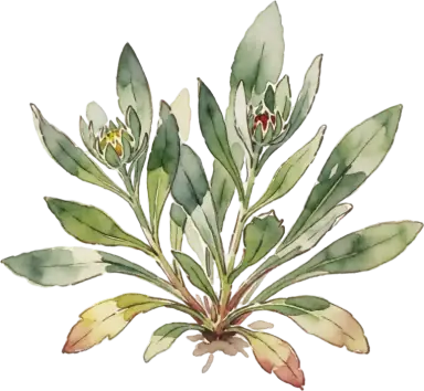 Blanket Flower