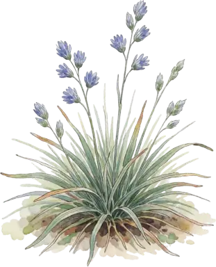 Blue Fescue