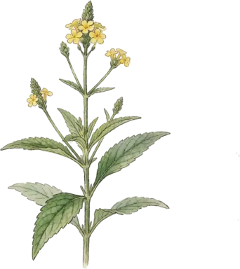Blue Vervain
