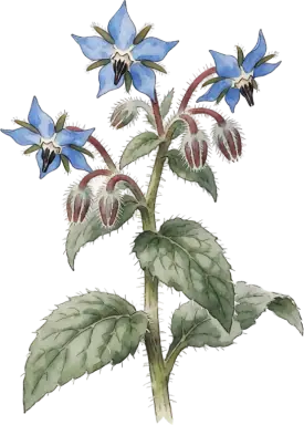 Borage