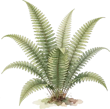 Boston Fern