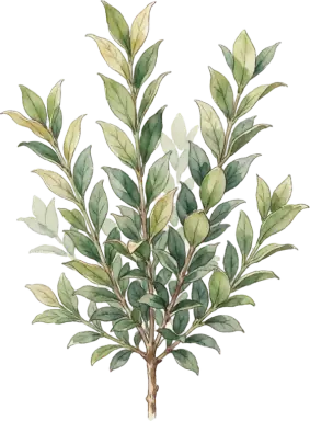 Boxwood